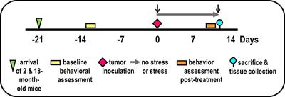 Psychosocial Stress and Age Influence Depression and Anxiety-Related Behavior, Drive Tumor Inflammatory Cytokines and Accelerate Prostate Cancer Growth in Mice